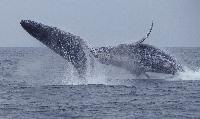 whale watching in nuevo vallarta