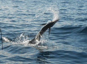 marlin puerto vallarta fishing