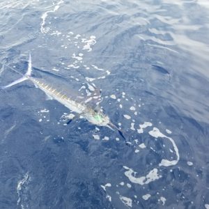 marlin fishing in nuevo vallarta