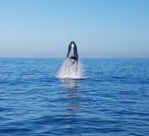 whale watching nuevo vallarta