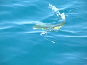 mahi-mahi fishing nuevo vallarta