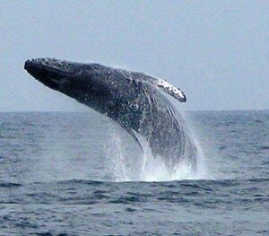 nuevo vallarta whales watching