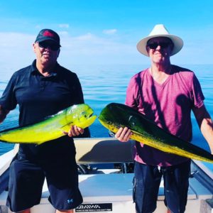 roosterfish in nuevo vallarta