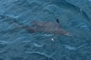 sailfish in nuevo vallarta